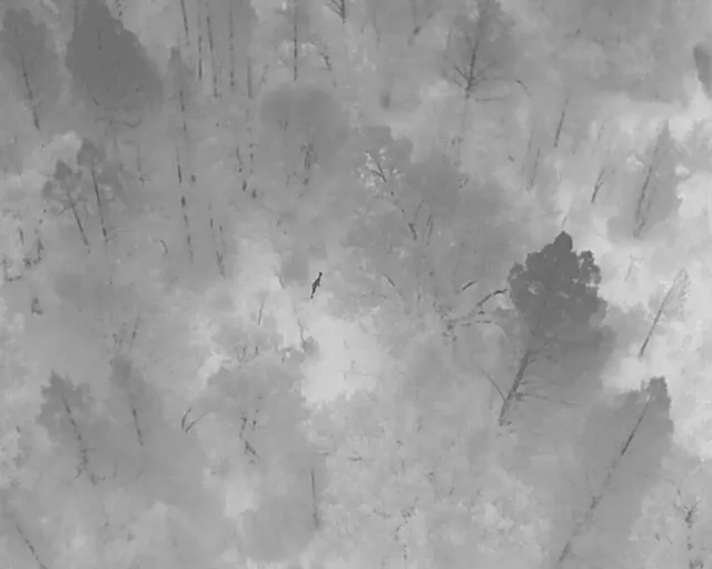 Imagen térmica del dron sobre un pinar con un animal entre los árboles