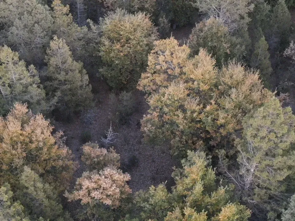 Monte cerrado visto con la cámara normal del dron: entre las copas no se distingue ningún animal