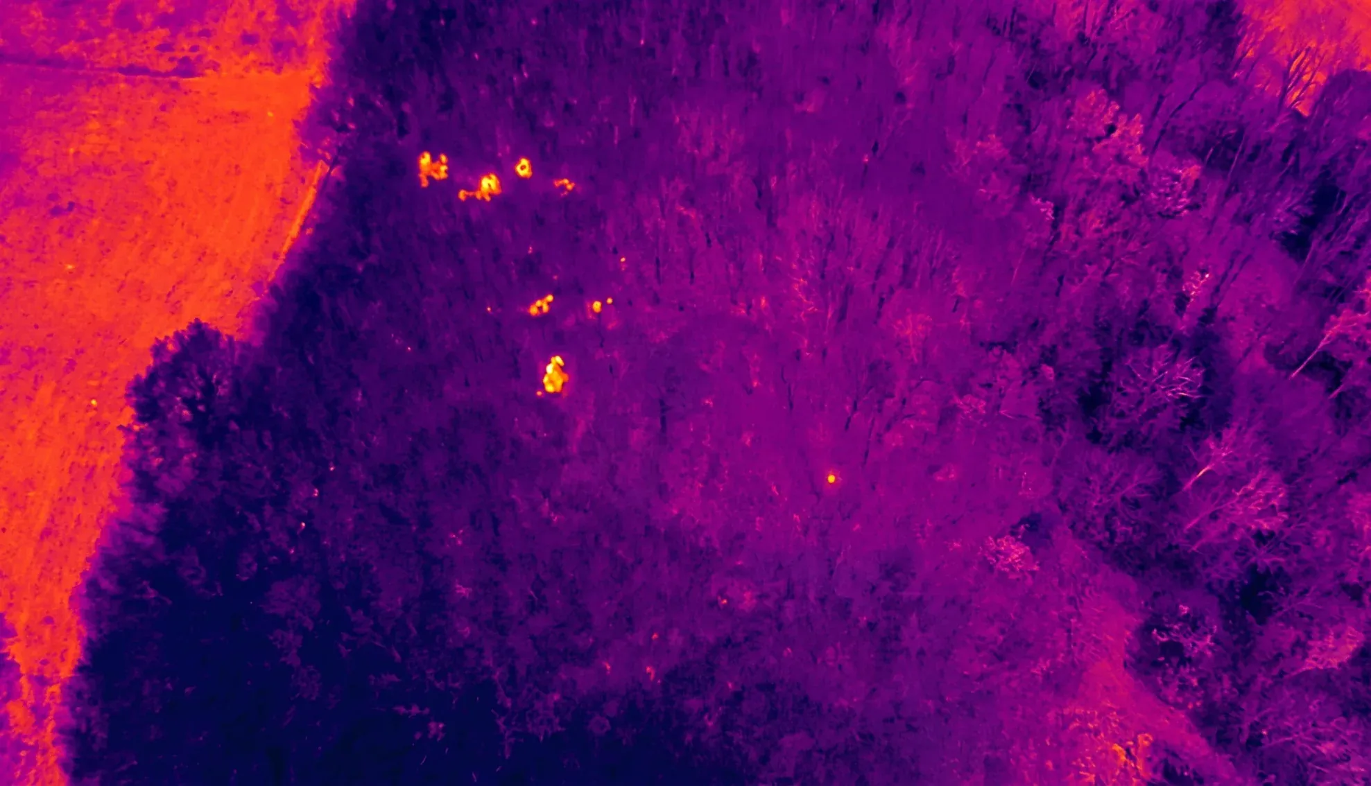 La misma zona con la cámara térmica del dron: el calor de varias vacas aparece entre los árboles