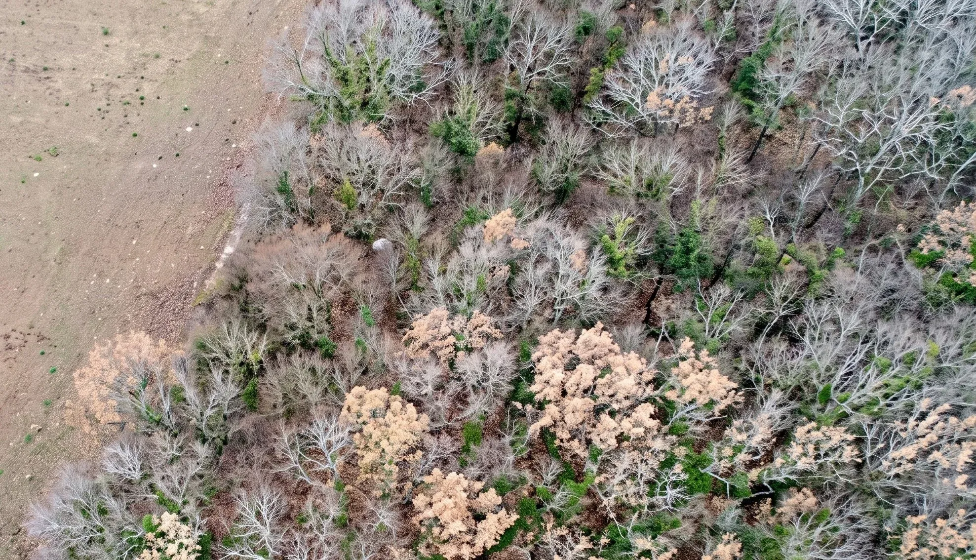 Linde entre un prado y una arboleda vista con dron: a simple vista no se distingue el ganado